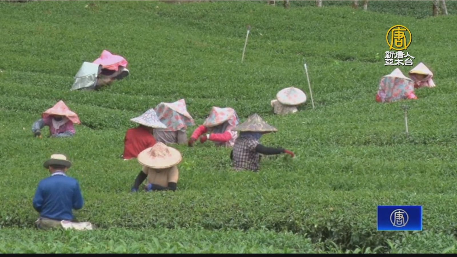 波麗士大人退而不休 化身茶農友善勤耕家園