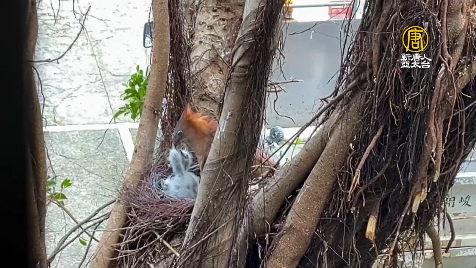 溫馨畫面曝!黑冠麻鷺冒雨護雛鳥 展現母愛