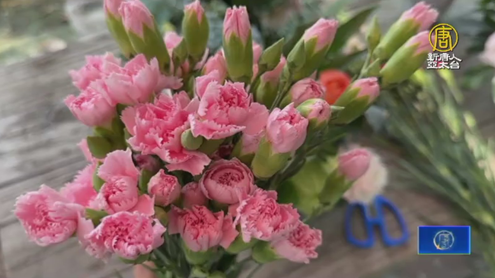 田尾康乃馨量少價揚 農會契作協助行銷