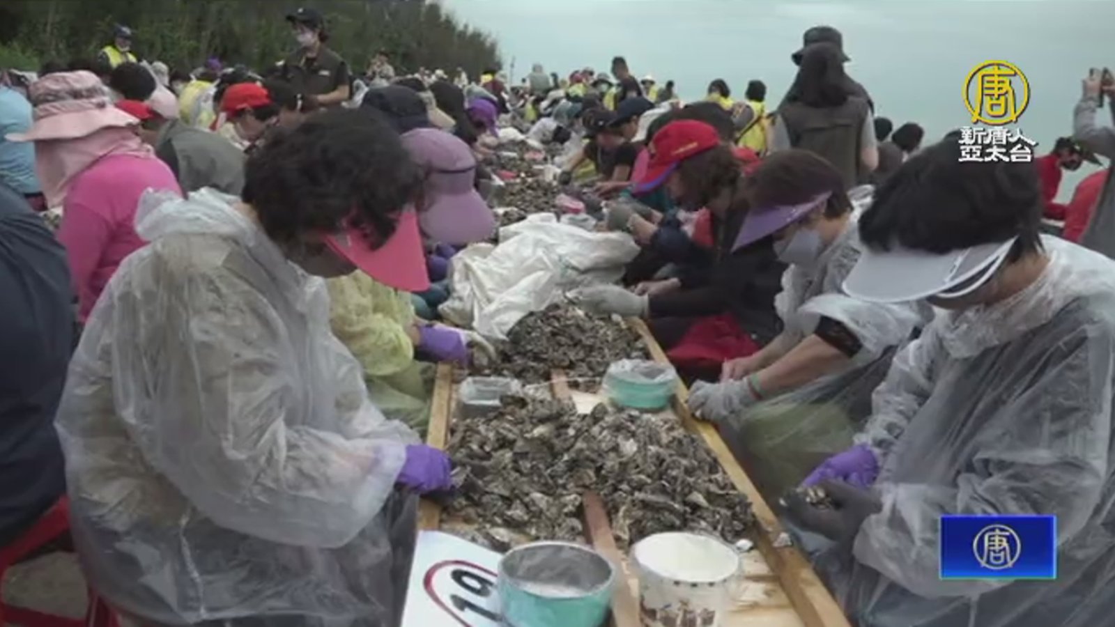 金門千人剝蚵鮮體驗 百歲人瑞也來體驗一日蚵農