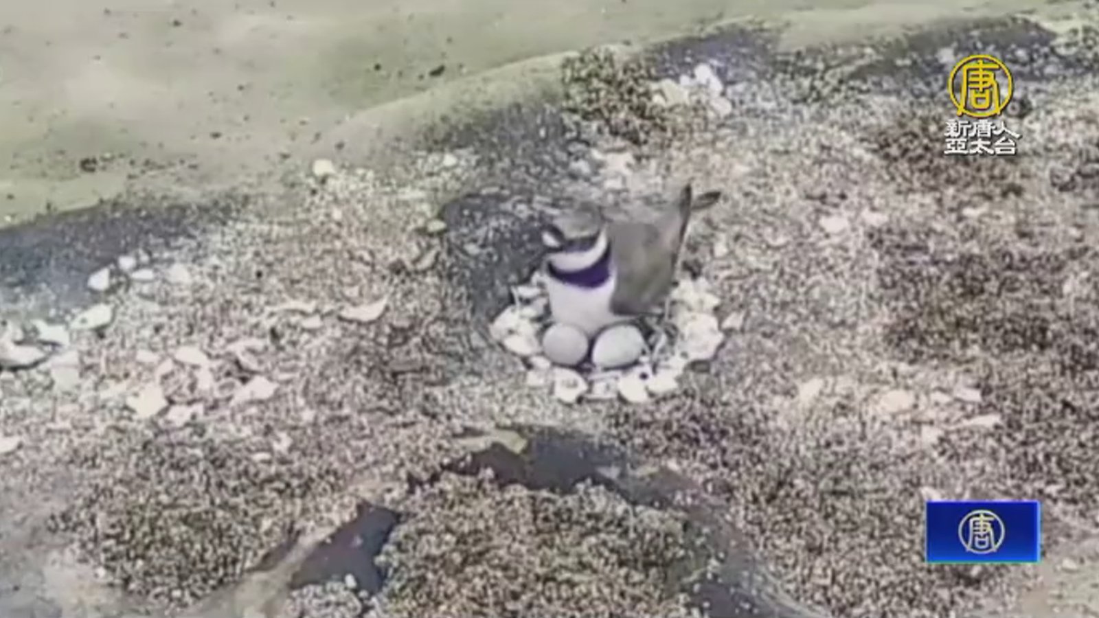 小環頸行回基隆和平島產卵 園方設立保護區