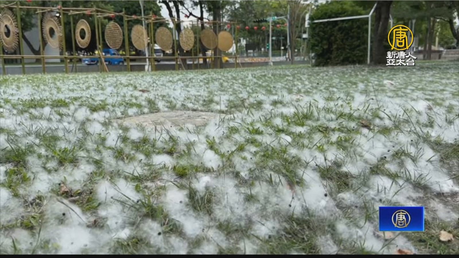 木棉花結果期到!棉絮紛飛 醫:過敏體質要小心