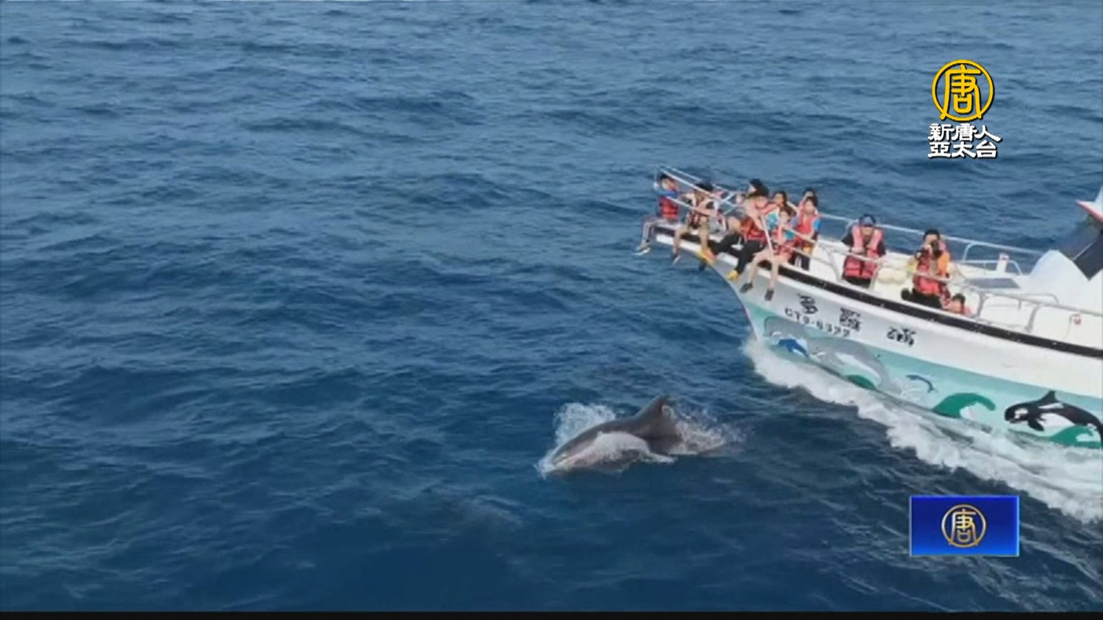 強震衝擊觀光花蓮遊客銳減 業者喊:賞鯨救觀光