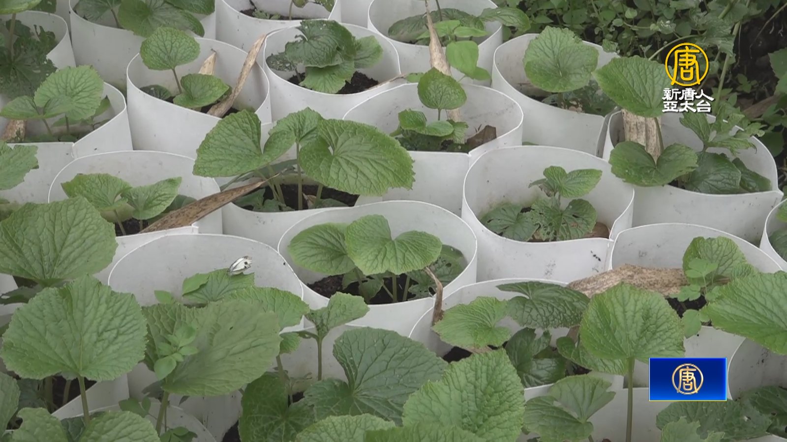 阿里山山葵復育有成 助鄒族部落發展永續經濟