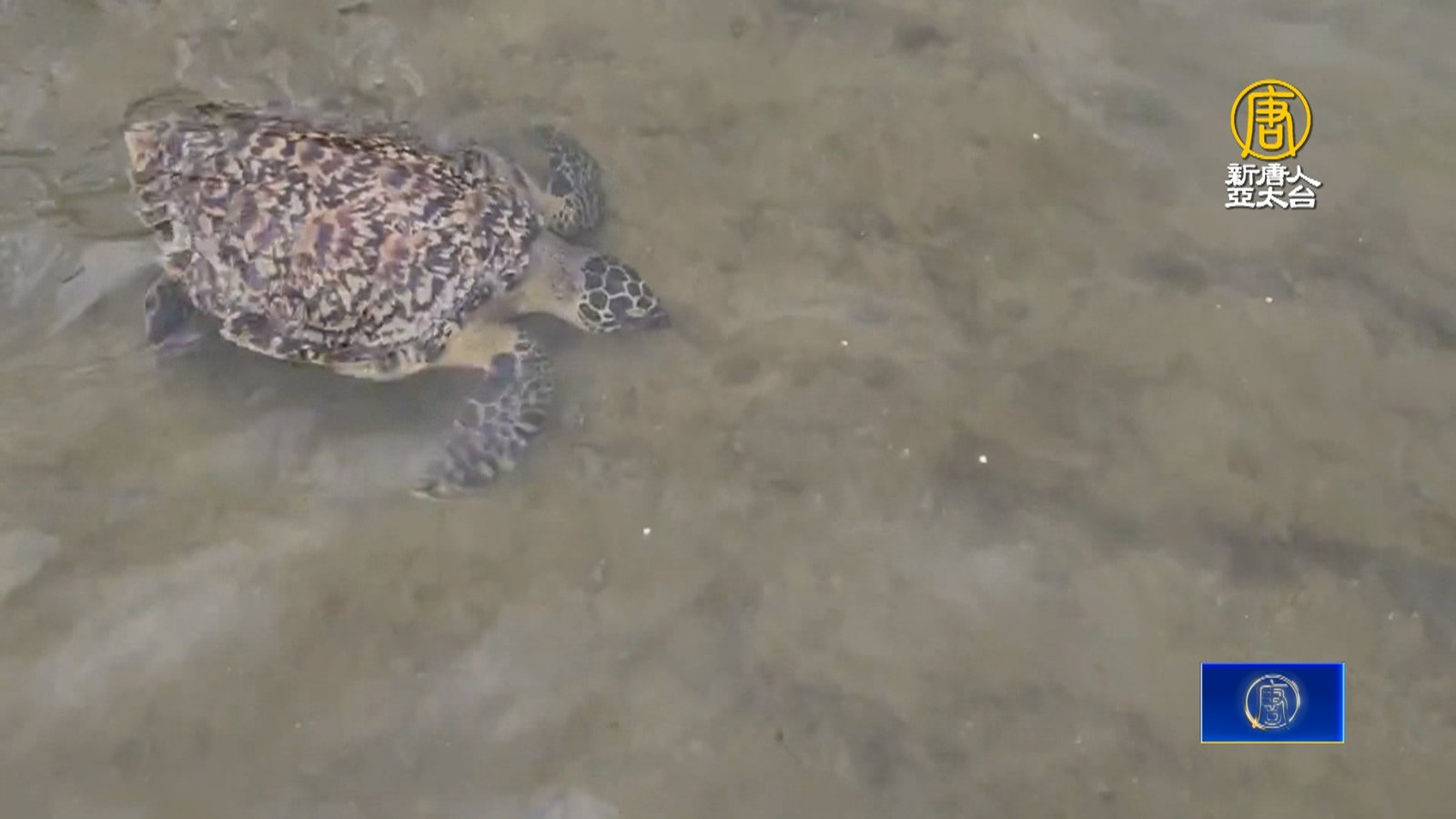 釣客釣到玳瑁海龜 治療休養後野放重返大海