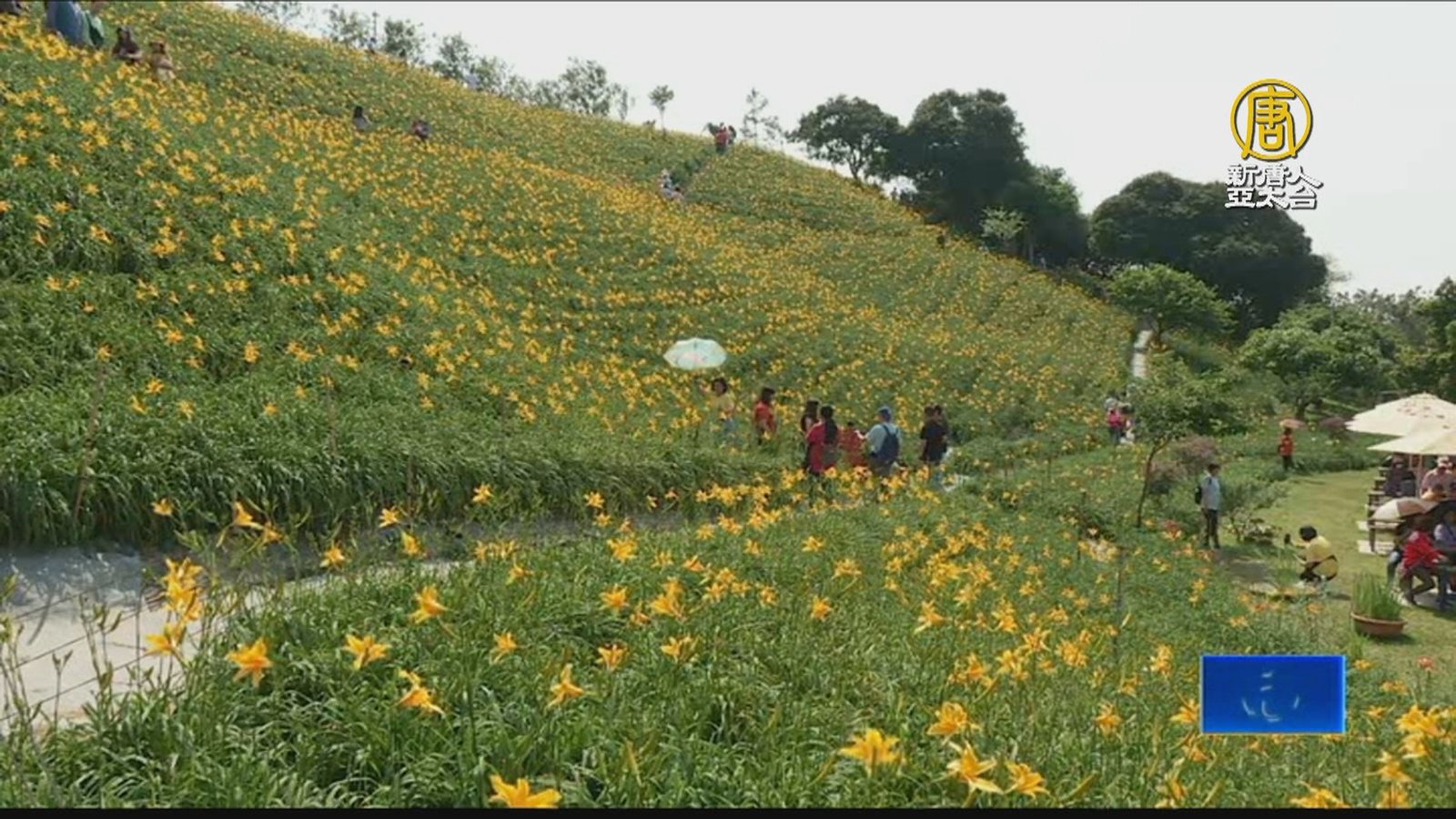 虎山巖金針花陸續綻放 可觀賞又能當美食料理