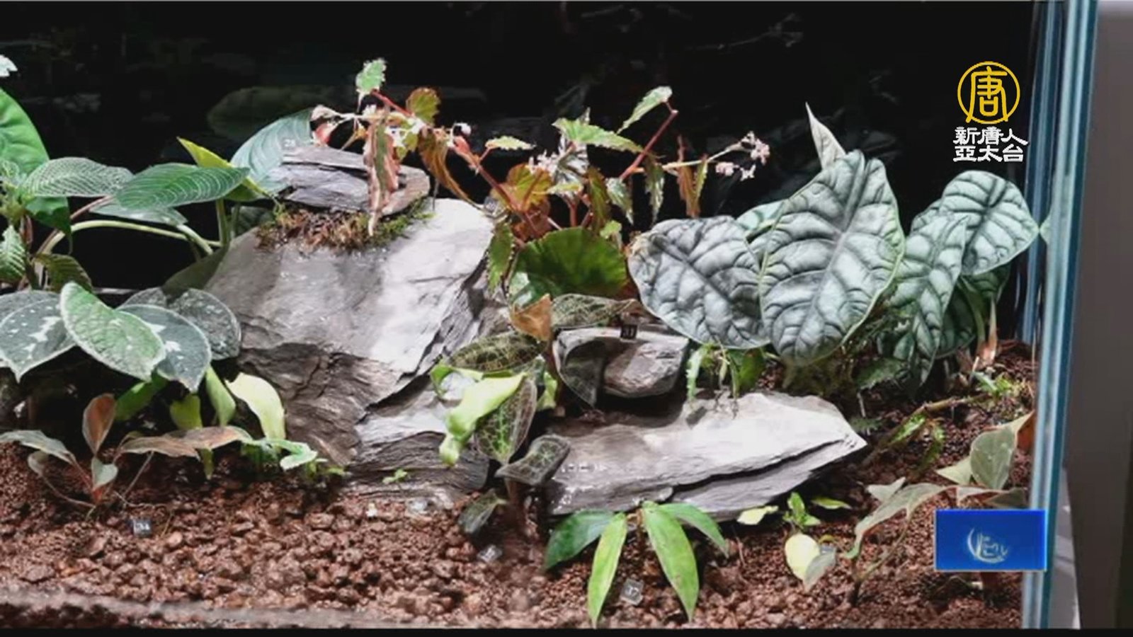 婆羅洲雨林植物在台灣!科博館盼喚醒永續意識