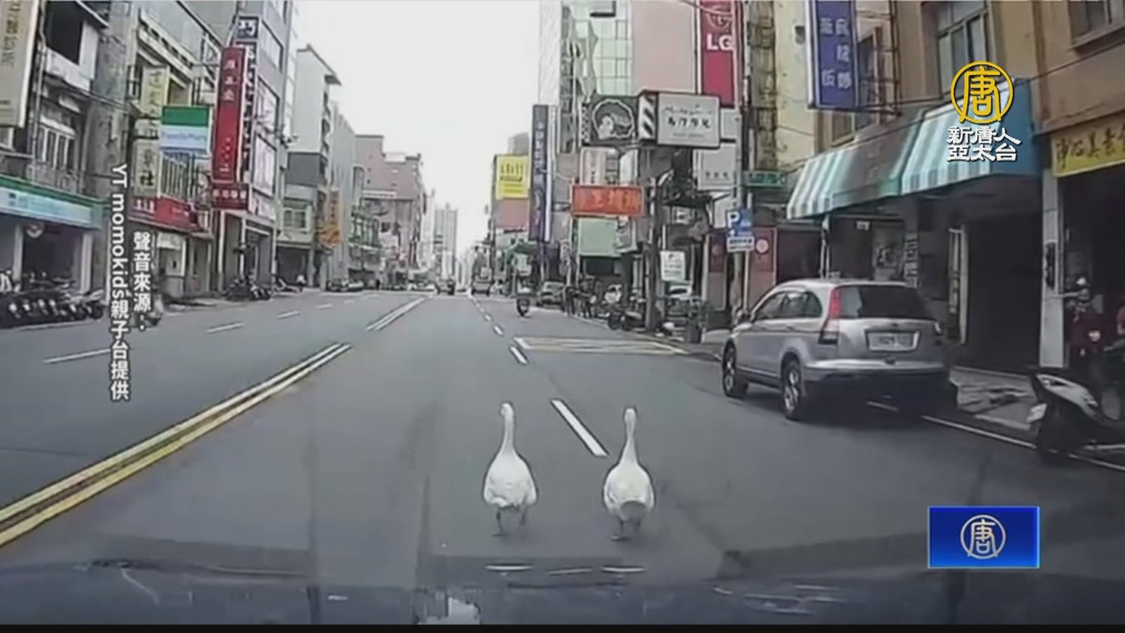 新竹白鵝逛大街!疑受驚嚇亂竄 警開巡邏車戒備