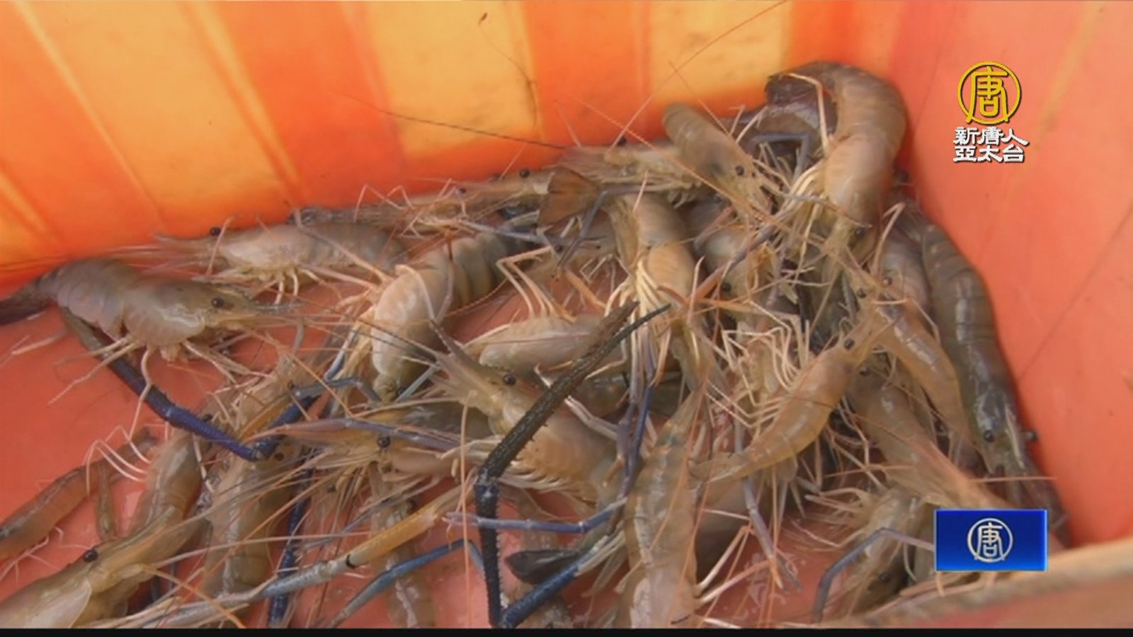 泰國蝦產量少價格高 潮州鎮公所辦活動衝買氣