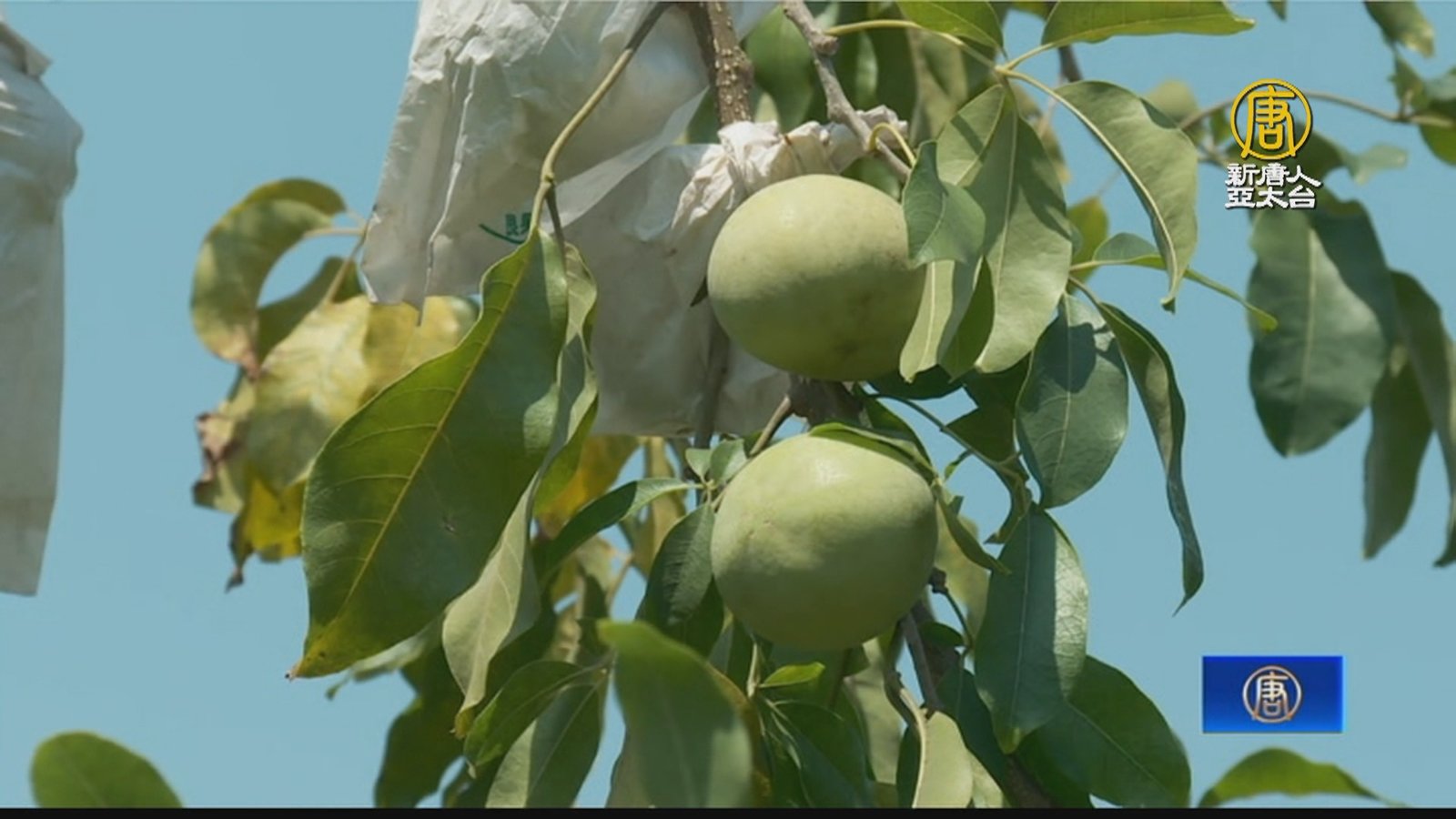 屏東農民15年努力種出白柿 口感綿密似冰淇淋