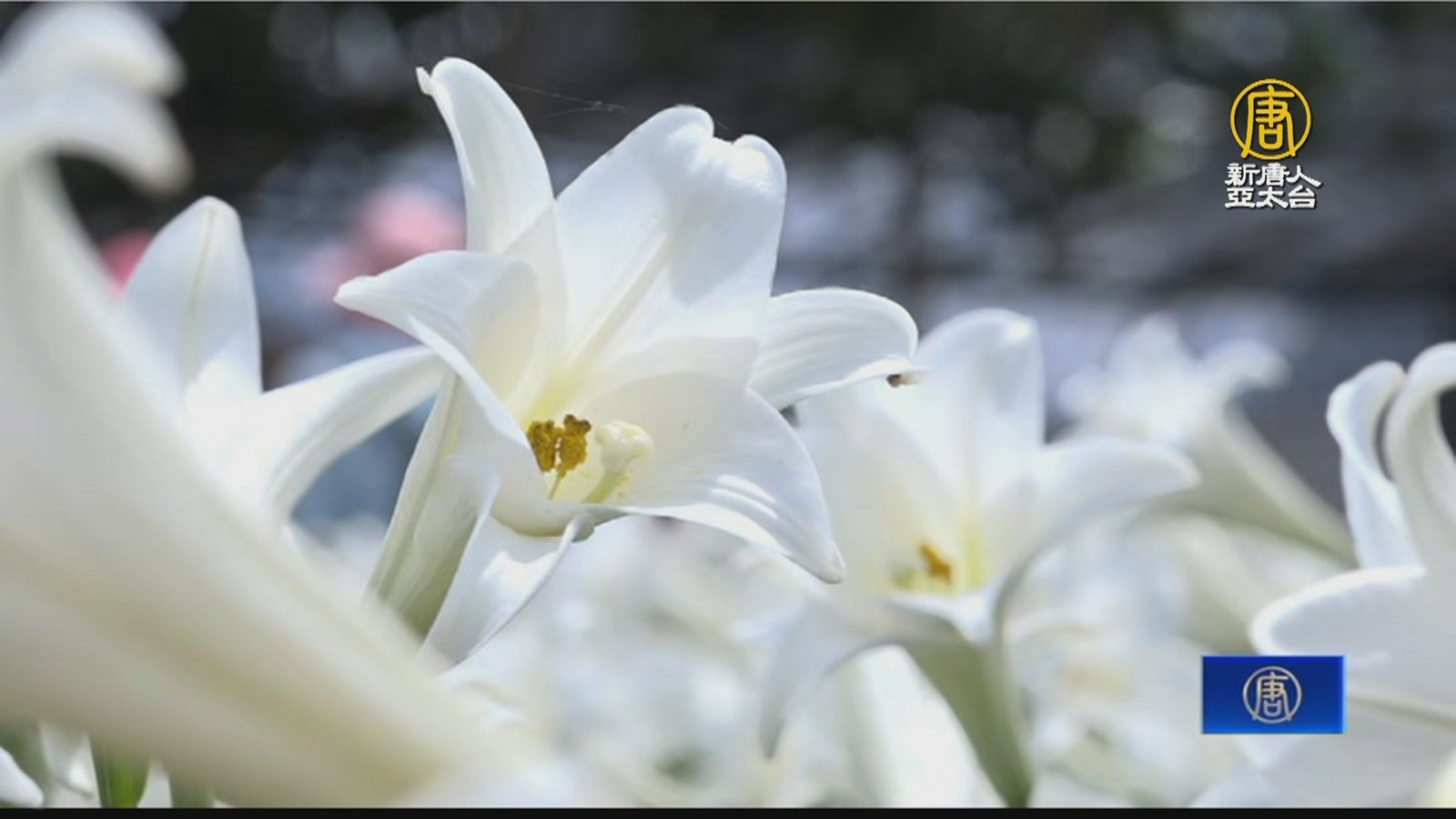 桃園觀音鐵炮百合盛開 花海背後藏園主對亡母思念
