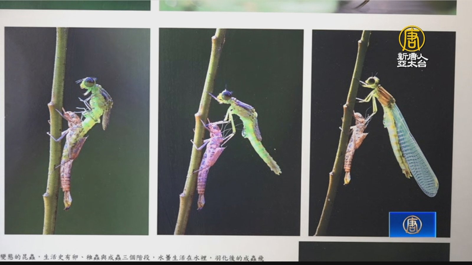 嘉義中埔生態攝影展 呈現多樣性自然生態之美