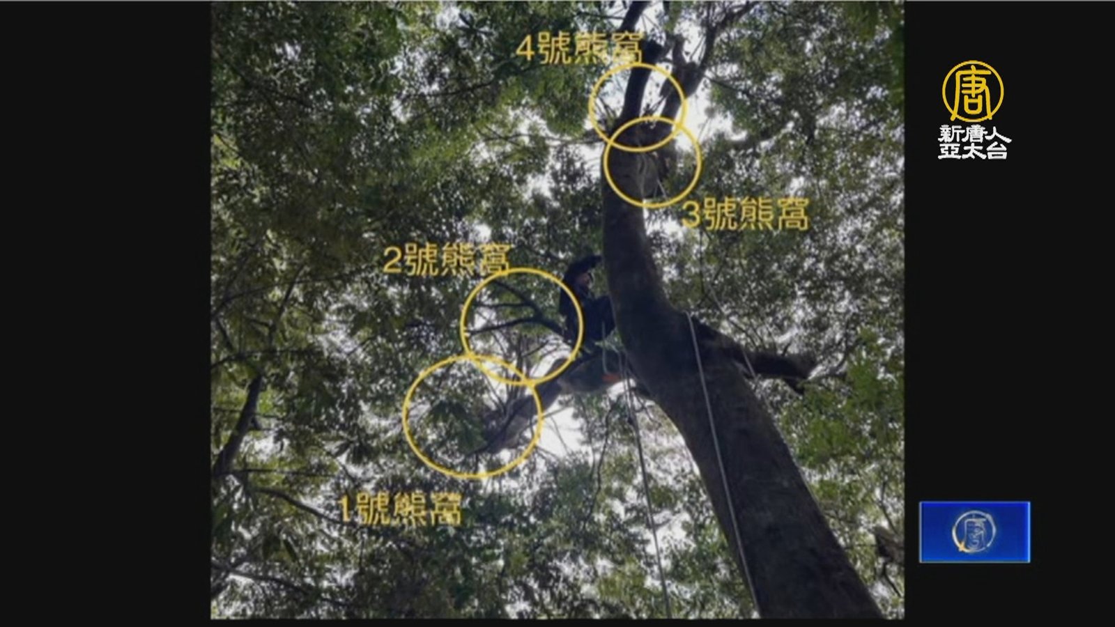 大雪山驚見「熊窩」 台灣黑熊爬樹上築4窩