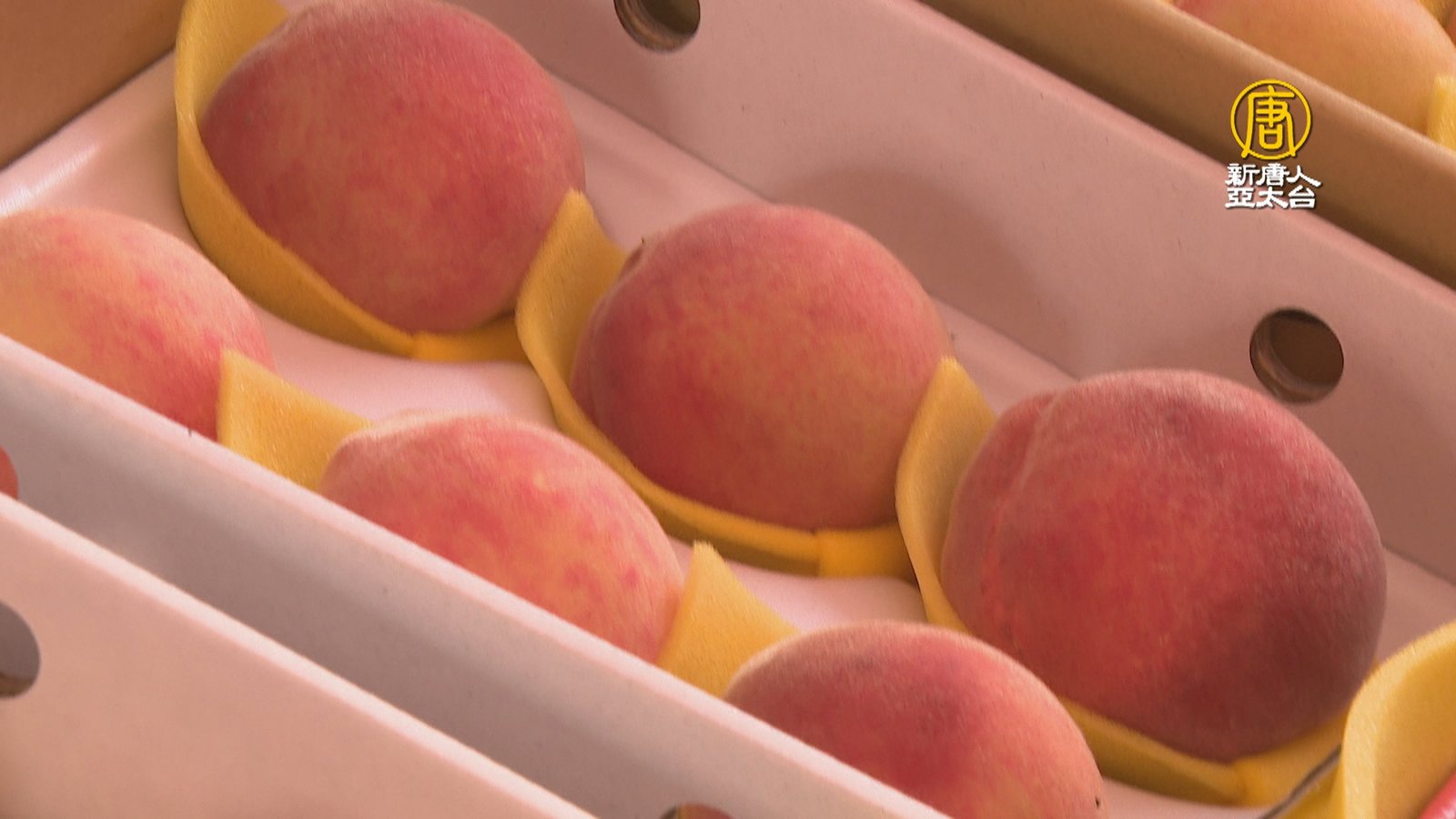 近千盒速賣光!里長賣那瑪夏水蜜桃助農民