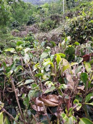 受到年初乾旱影響茶葉出現駐芽及發芽率不佳等現象（高雄市農業局提供）