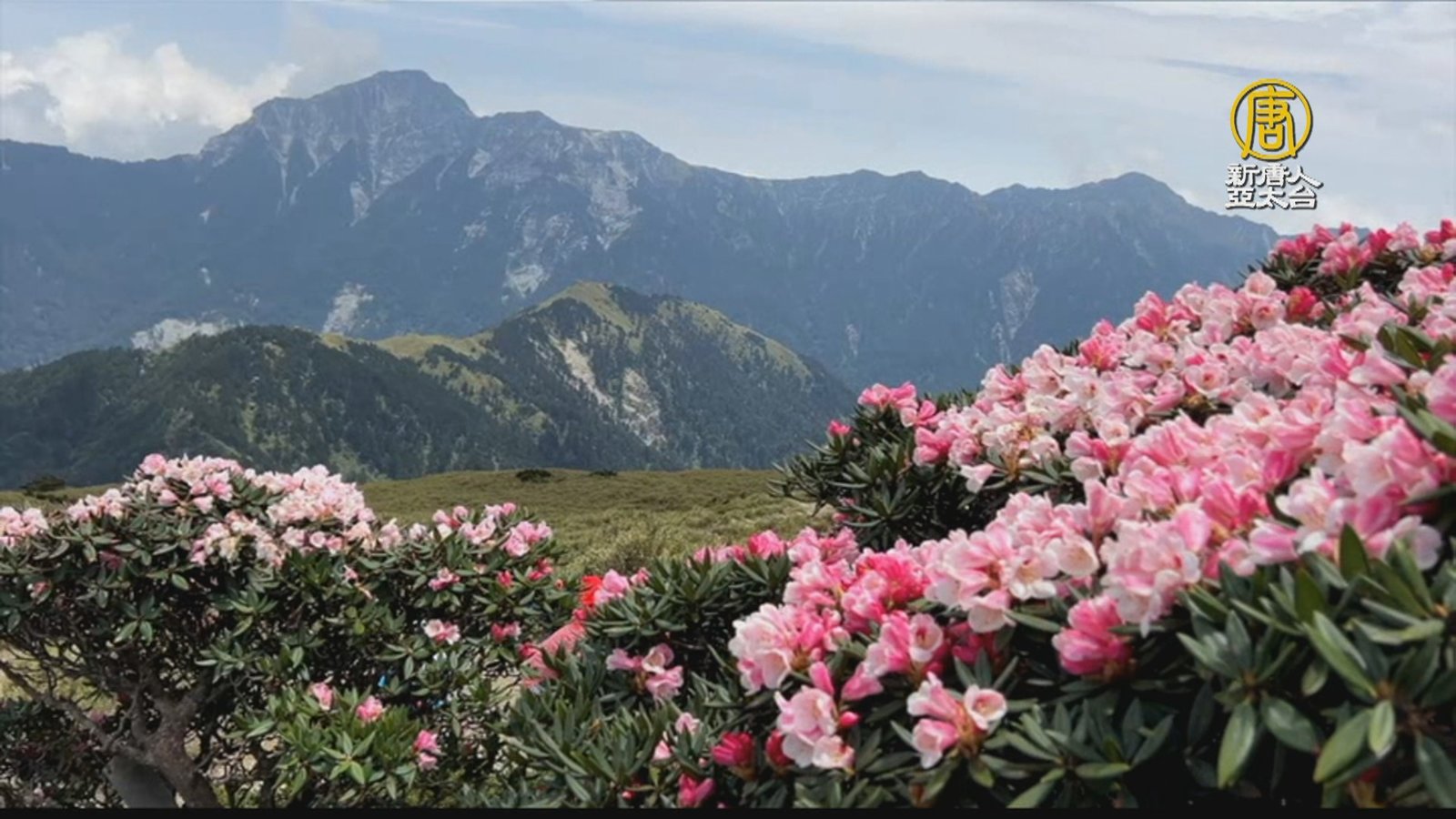 合歡東峰玉山杜鵑滿開 恰逢銀河季吸引人潮
