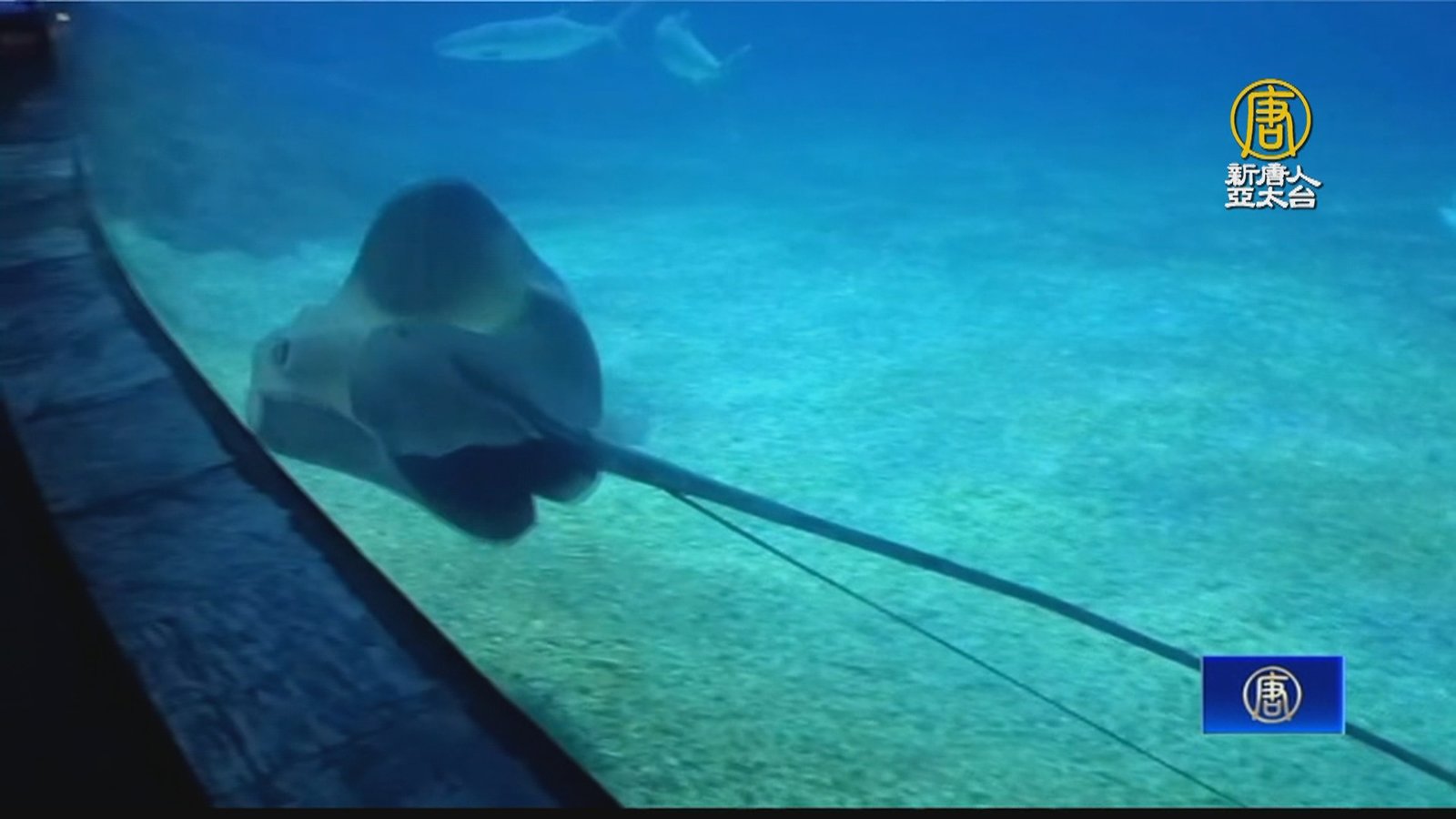 魟魚母子溫馨共游 海生館邀民眾賞生物母愛