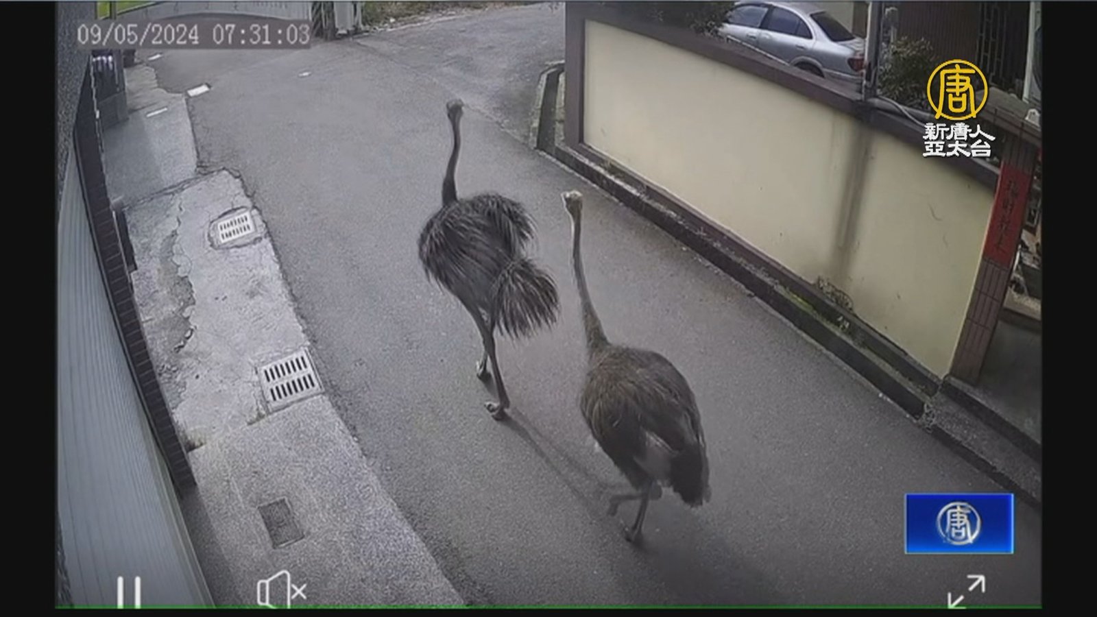 兩隻鴕鳥台中清晨逛大街 動物奇觀引民眾圍觀