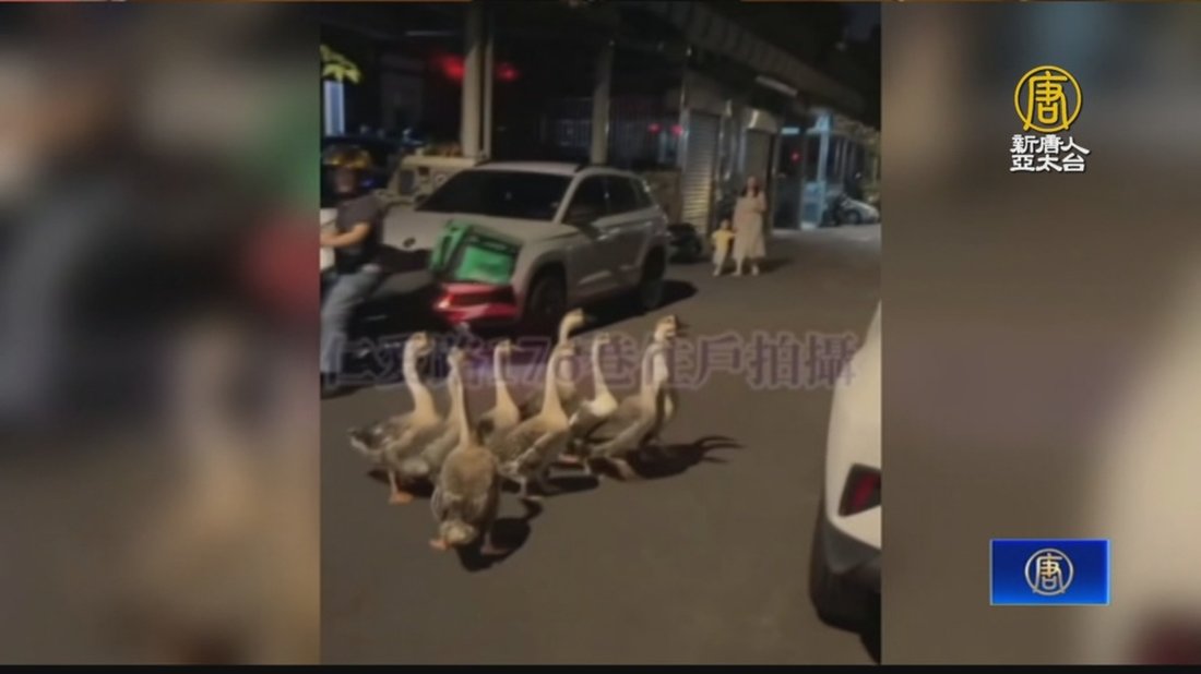 齊步走!鵝群落跑逛大街 民眾驚喜圍觀拍照