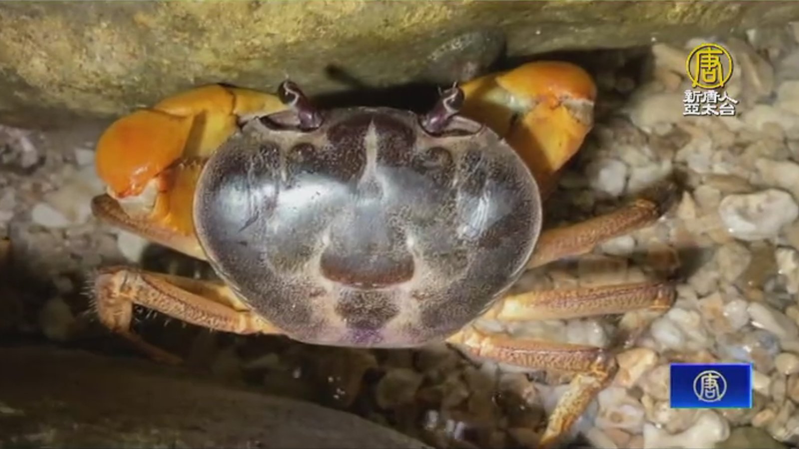 墾丁護蟹生態廊道3.0版 營造咾咕石微棲地