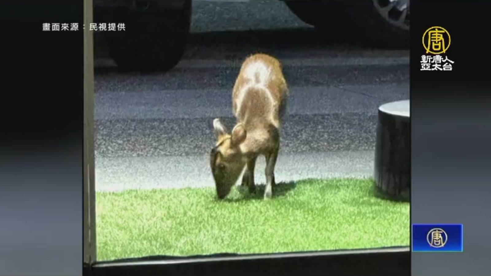 山羌宜蘭趴趴走!下山跑到飯店「啃食假草皮」