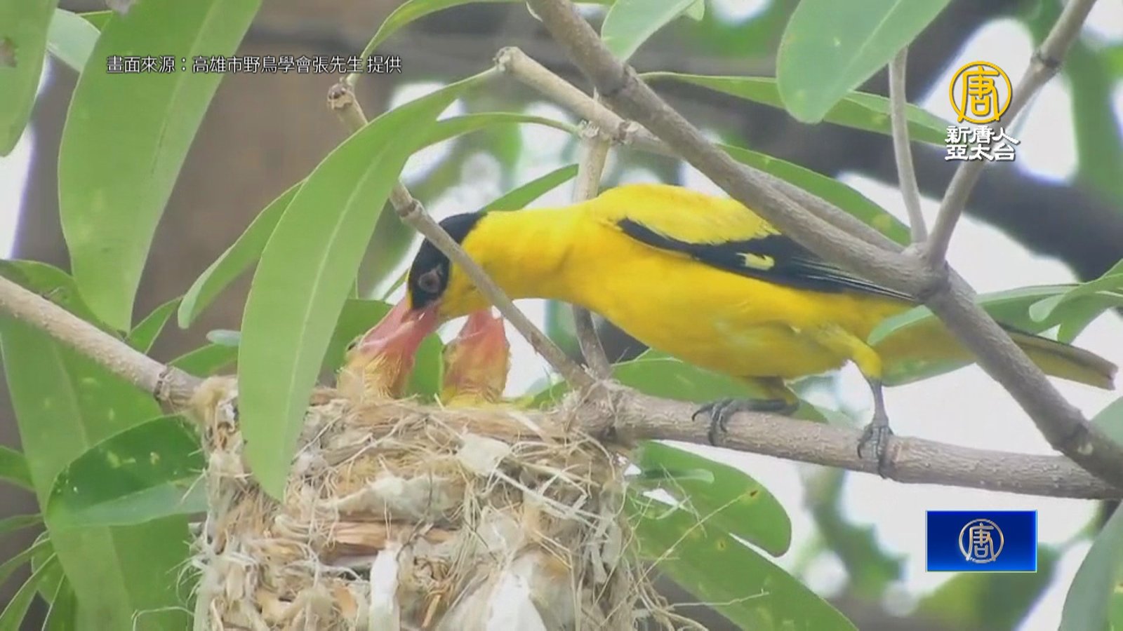黃鸝現身林園11號公園 鳥友驚喜籲共同保育