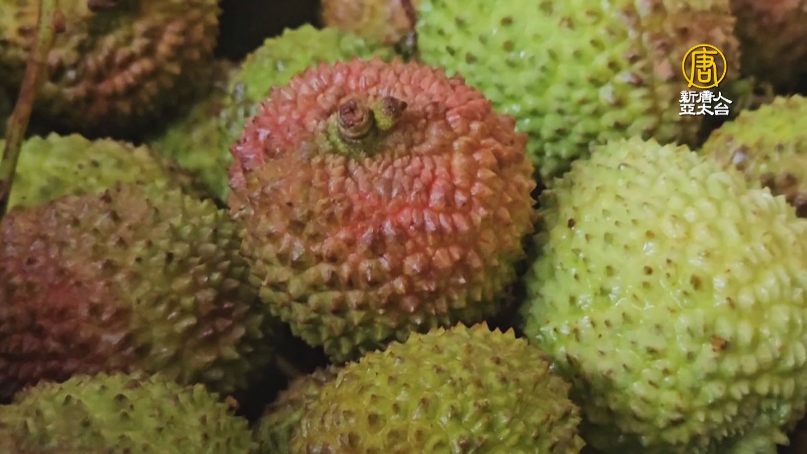 恆春玉荷包減產七成 特級品每公斤拍出550元