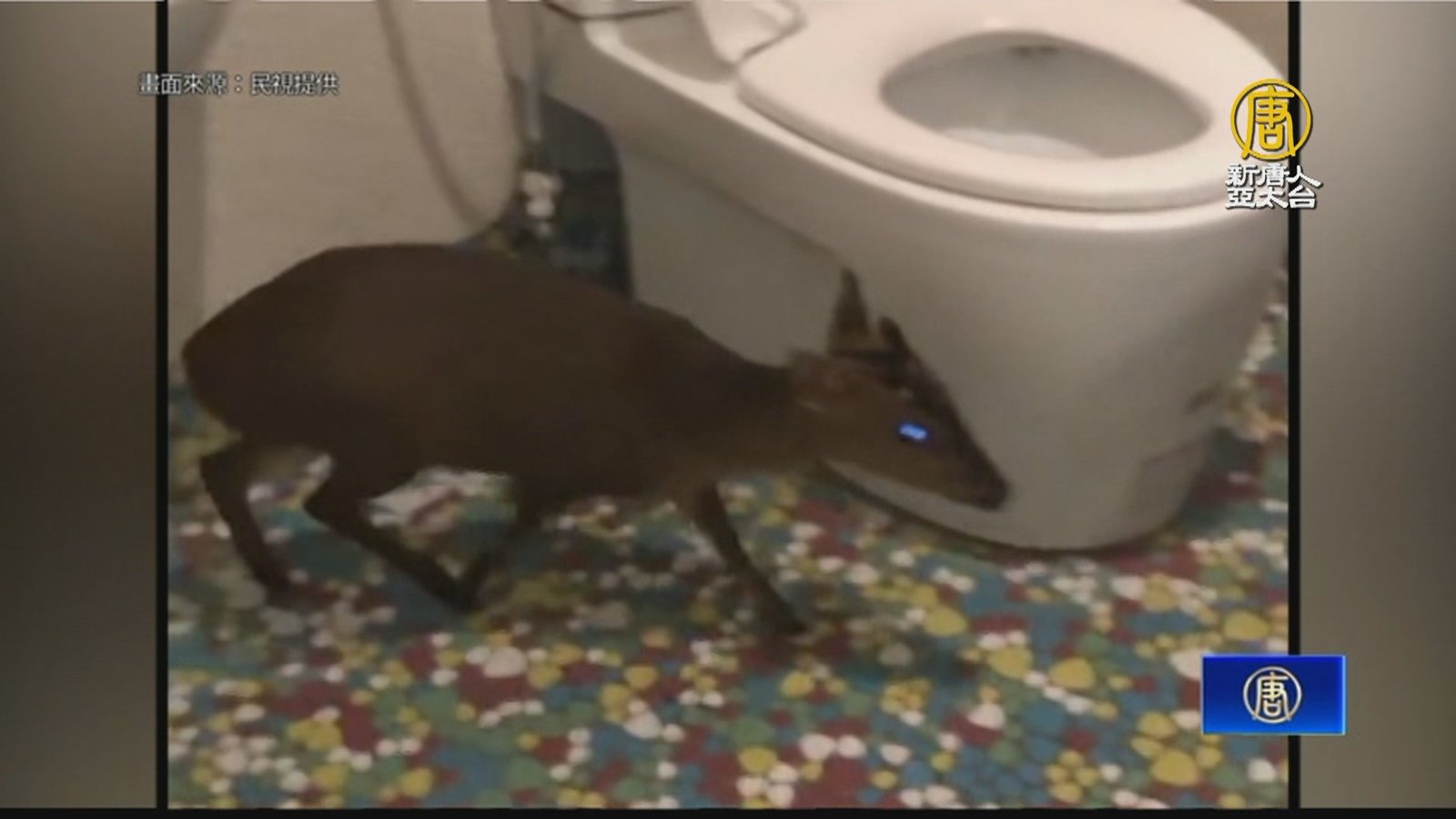 稀客闖咖啡廳!山羌躲進廁所消防隊順利捕捉