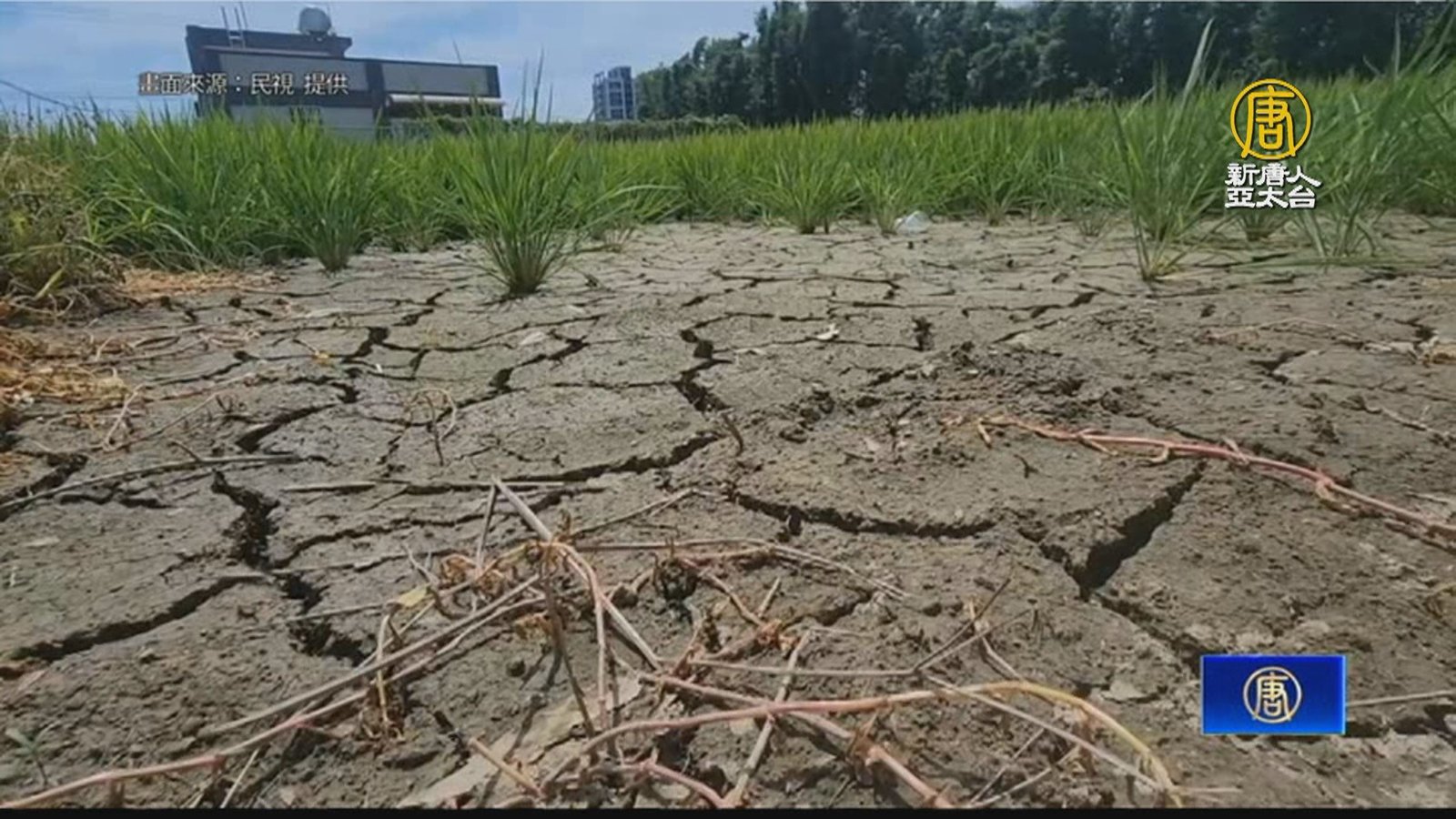 田都裂了 石門大圳「供2停8」農民憂稻長不好