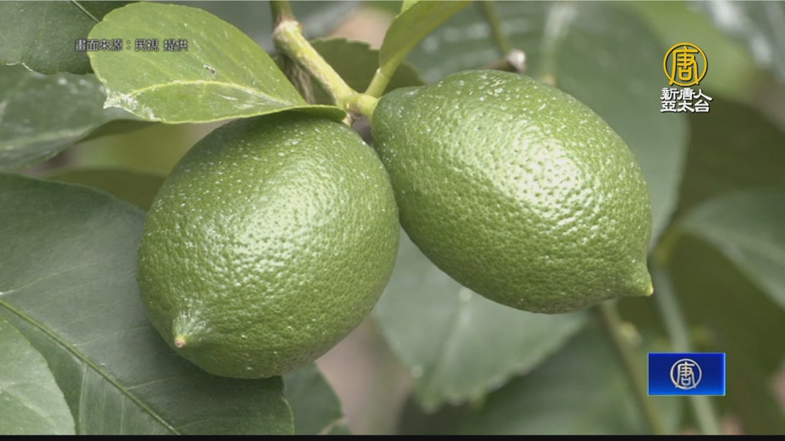 屏東檸檬延遲性農損 產量少收購價卻直直落