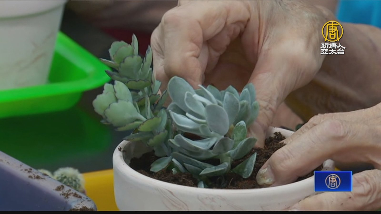 園藝綠療DIY 五感體驗創造產官學共融世代