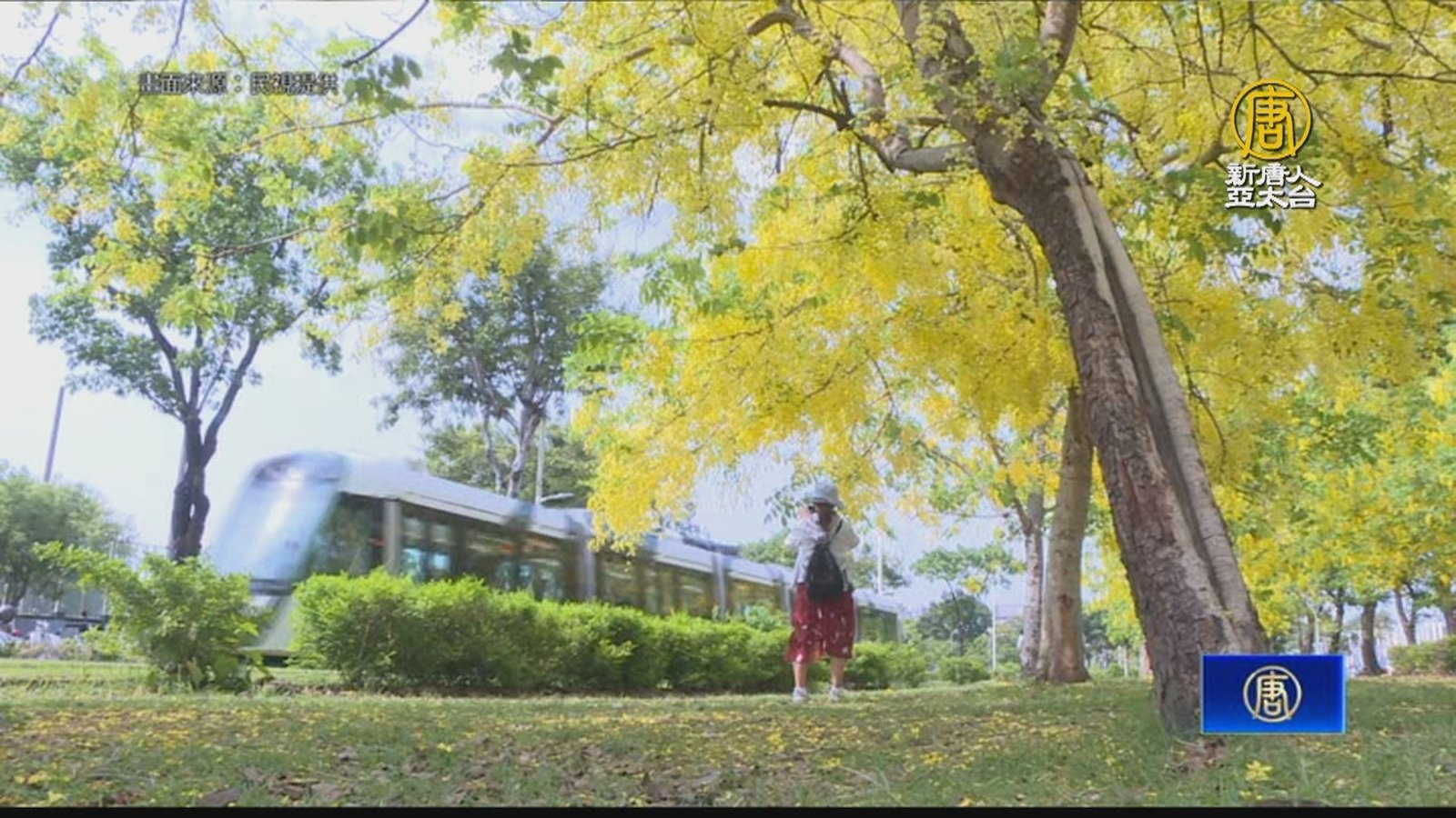 阿勃勒點綴港都 高雄輕軌穿越黃金隧道美如畫