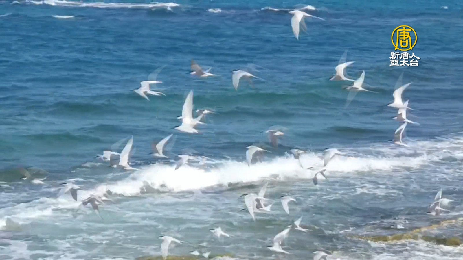 澎湖推海鷗季!無人島跳島旅行 滿滿海鷗伴飛