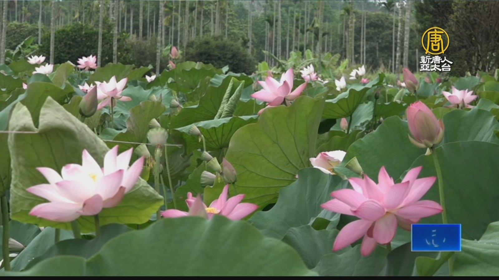 嘉義賞蓮秘境 漫遊中埔鹽館荷花村落