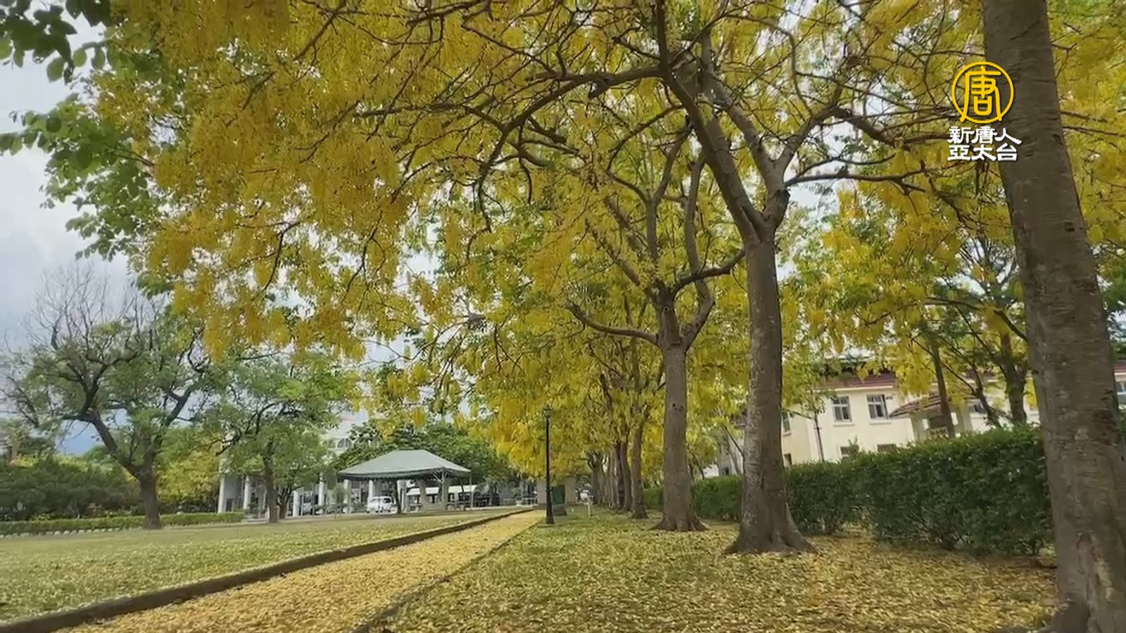 屏東榮民之家阿勃勒盛開 黃金大道唯美浪漫