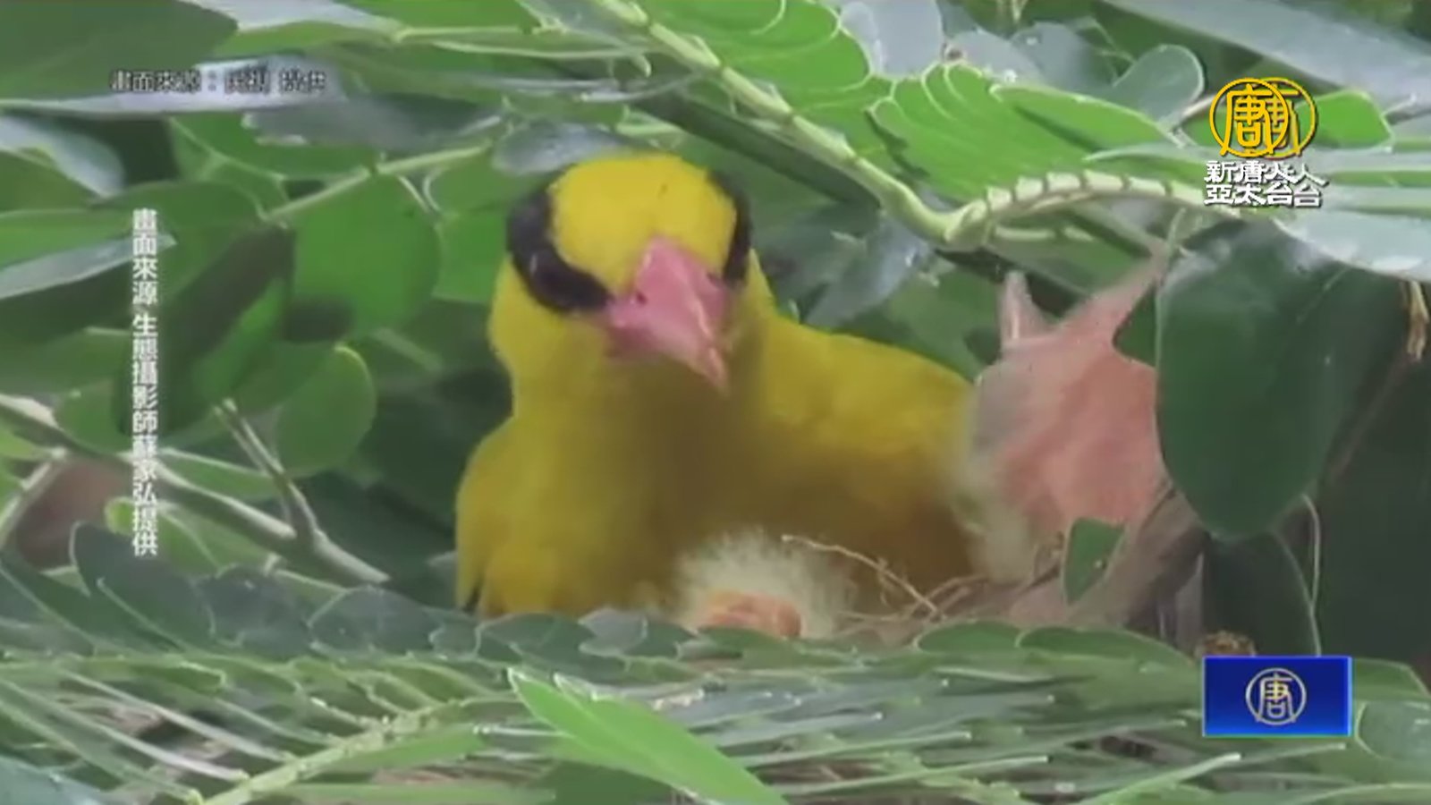 二級保育鳥類黃鸝育雛 嘉義鳥友記錄珍貴畫面