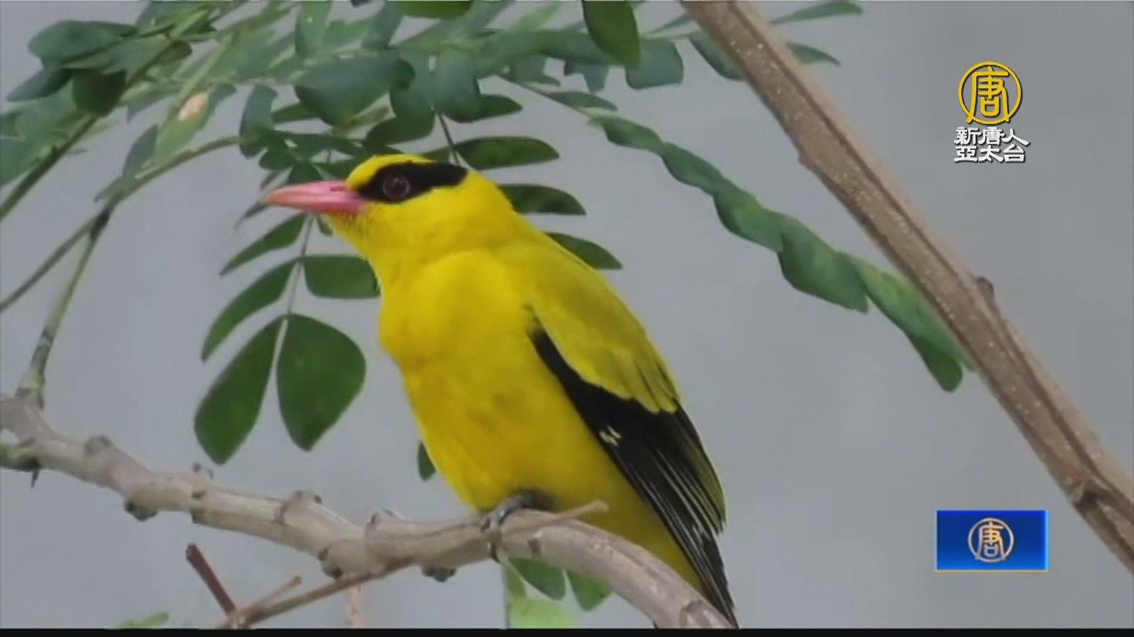 二級保育鳥類黃鸝現蹤 嘉義縣府籲勿擾嬌客