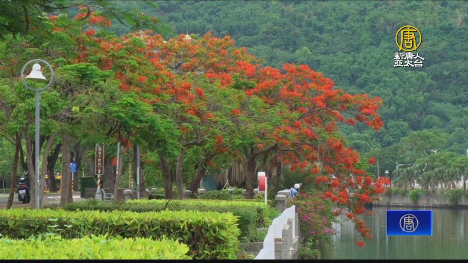 畢業季鳳凰花開 高屏賞花景點盛開中