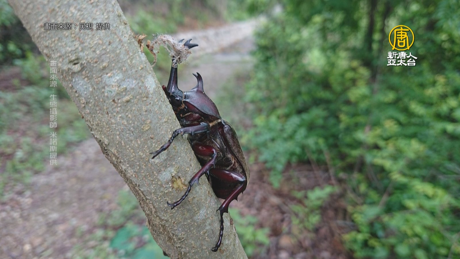 「犄角套繩打結」惡搞獨角仙 專家:影響求偶繁衍