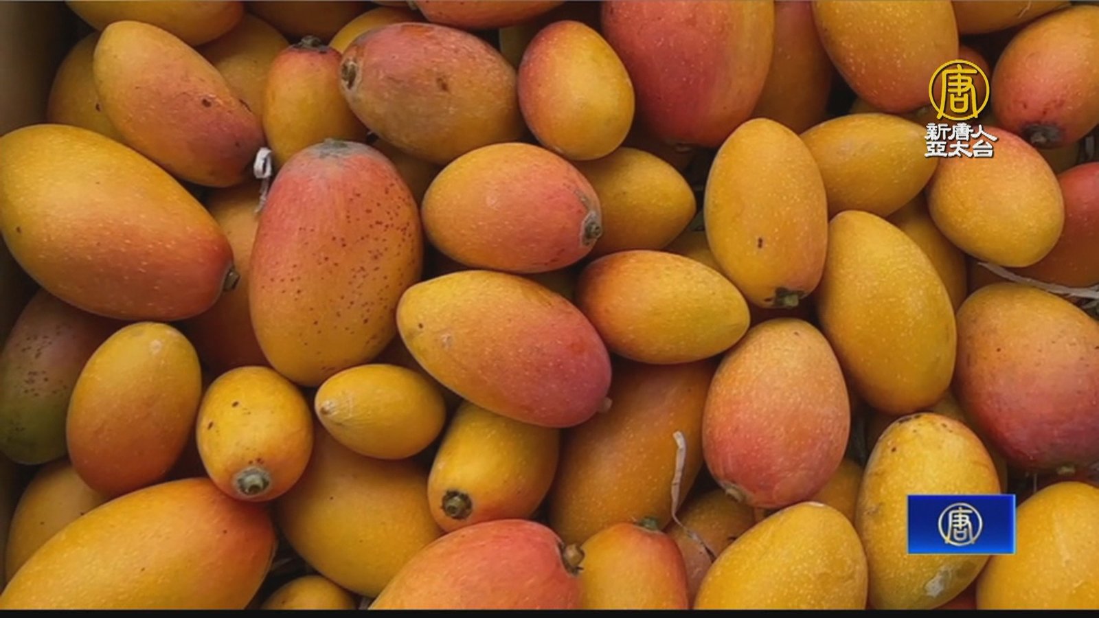 農民黨一號芒果肉質細緻 高樹農友用心栽培推廣