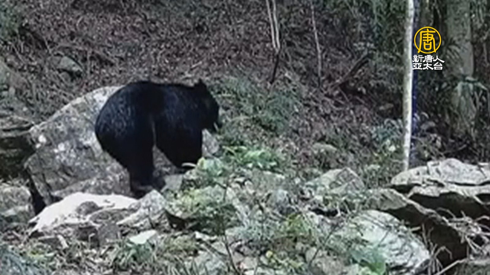 南勢部落熊出沒!巡守隊「拍到黑熊」獲頒獎勵金