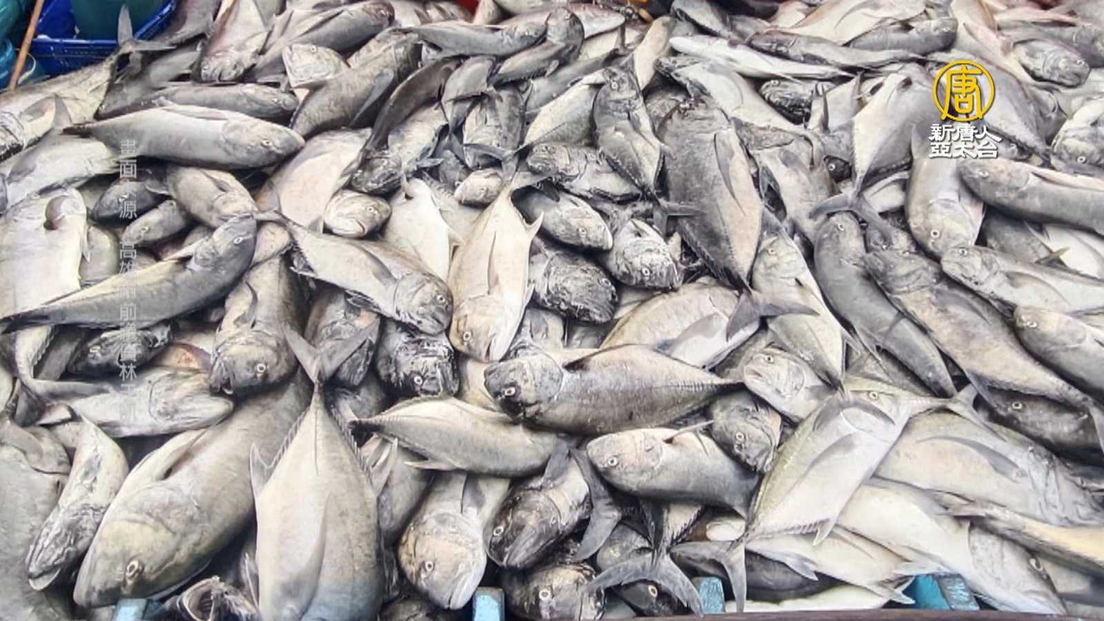 牛港漁「海底風暴」疑變漁獲 網掀生態保育論戰