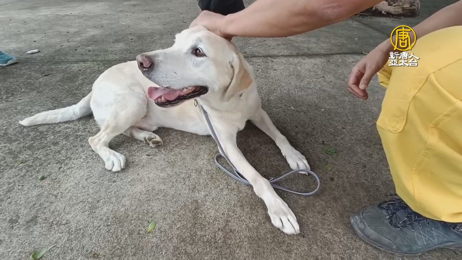 0403強震爆紅搜救犬Roger 退居二線當狗教官