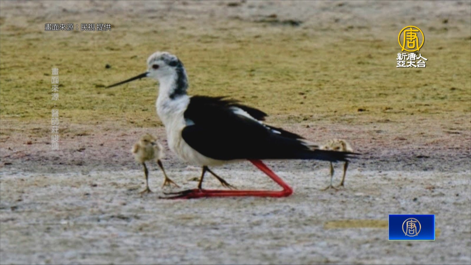 3幼鳥躲羽翼底下 「高蹺珩」溫馨育雛畫面曝光