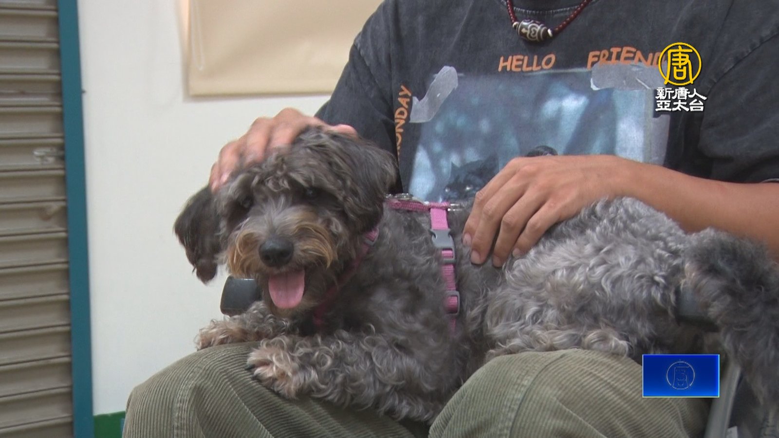 汪汪隊扮人類好朋友 屏科大訓練工作犬陪伴