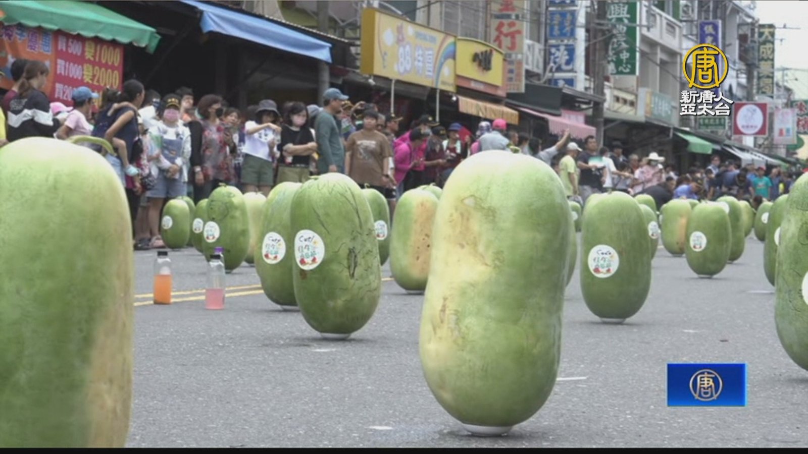 端午「立西瓜」 佳冬嫁接苗體驗 延續地方產業