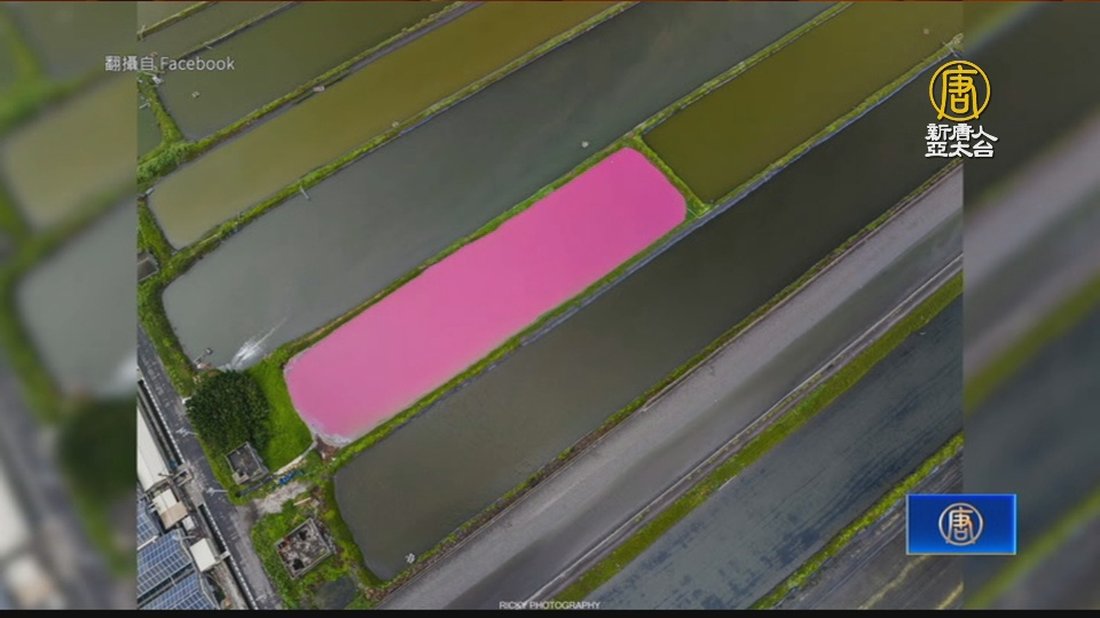 芳苑夢幻粉紅湖再現 攝影玩家空拍照片五彩繽紛