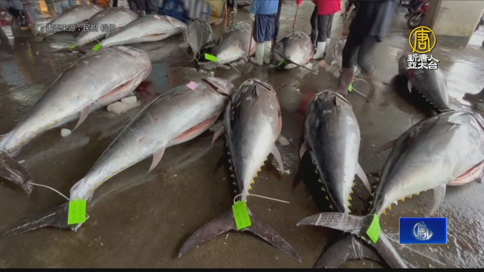 黑鮪魚捕撈量達「國際配額上限」 民眾搶買囤貨