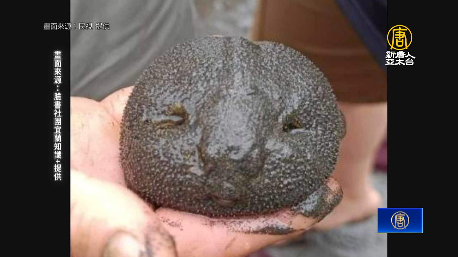 宜蘭海灘驚見 「軟麻糬」小生物出沒 縣府解惑了