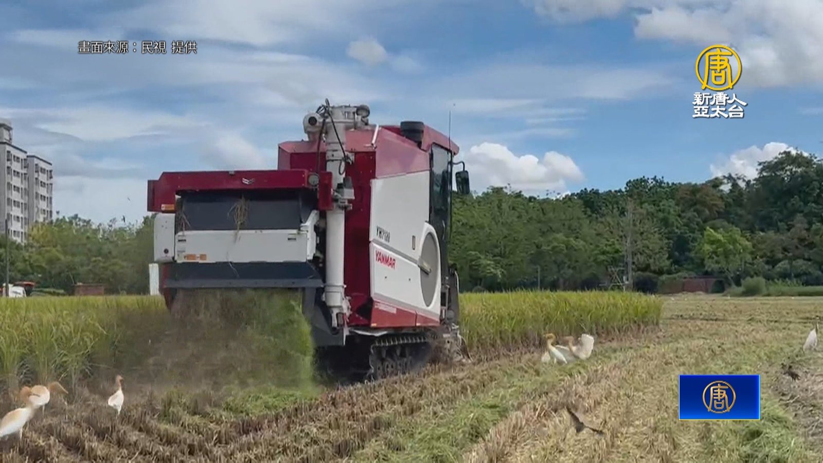 憂大雨影響一期稻作收成 農民「不休假」拚搶收